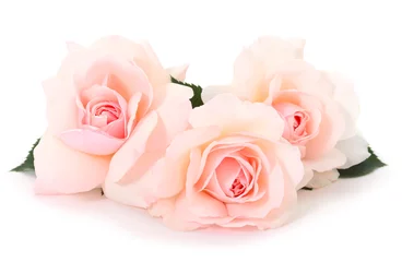 Gordijnen Roze rozen bloemen. © Galyna