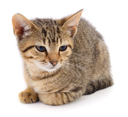 Obraz premium Small brown kitten.