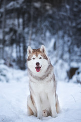 Portrait of cute and happy beige dog breed siberian husky sitting on the snow in the fairy winter forest