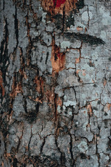 bark of a tree