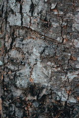 old wood texture