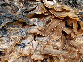 Nahaufnahme Baumpilz als Bildhintergrund