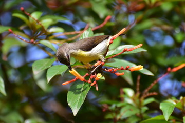 Feeding Hummingbird