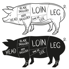 American cuts of pork diagram (US). Vector illustration.