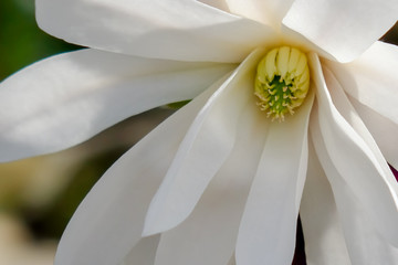 Obraz premium Magnolienblüte