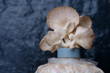 Mushrooms grow out of seed bags.