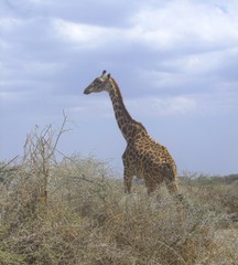 Giraffe in der Savanne