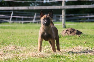 beautiful small malinois puppy is standing in the garden