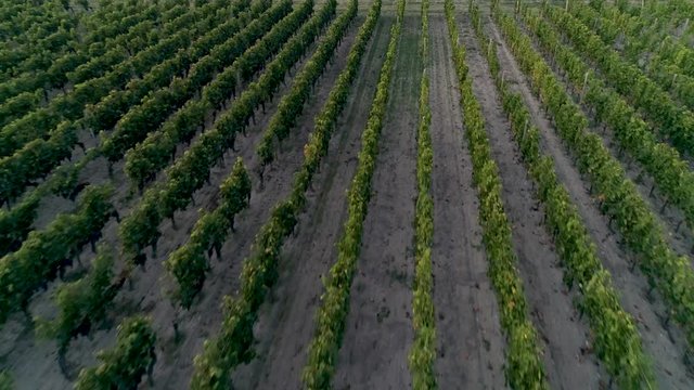 Vignes Drones