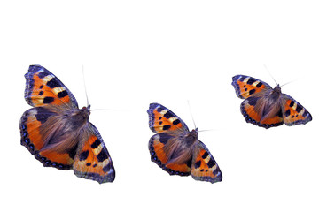 butterfly isolated on white background