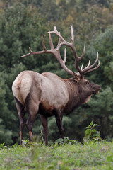 Naklejka na ściany i meble Bull elk – Photographed in Elk State Forest, Elk County, Benezette, Pennsylvania