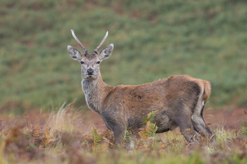 Red Deer Stag (Cervus elaphus)/Young Red Deer Stag in thick bracken