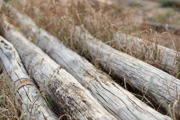 Old logs are gray with wind and salty water.
