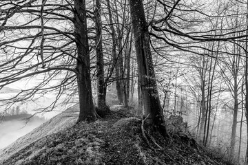 Trees in foggy landscape