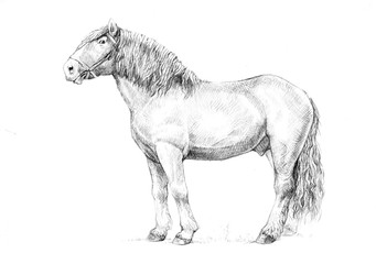 Draft horse illustration. Horse portrait. Horse pencil drawing.	