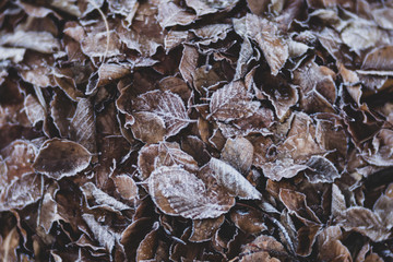 leaves in hoarfrost