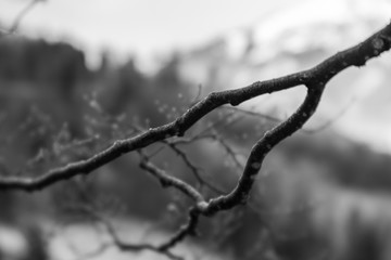 Branch of a tree