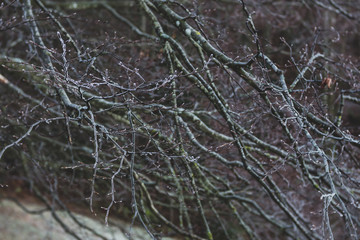 branches of some trees