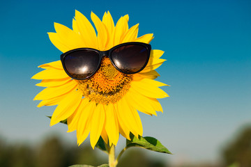 Closeup sunflower wearing black sunglasses with blue sky background