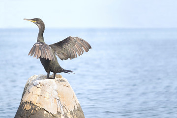 European shag or common shag (Phalacrocorax aristotelis) in Croatia 