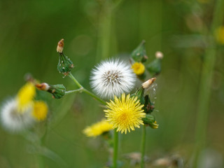 white and yellow flowers of dandelion