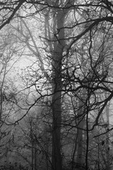 Beech Tree Forest Fog Landscape