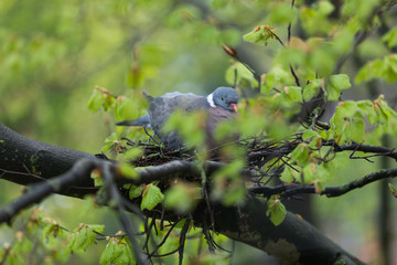 Taube im Nest