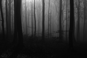Forest during foggy weather 