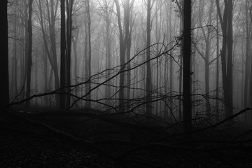 Alter buchen Wald bei Gegenlicht und Nebel