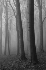 Old Beech Forest during Winter Season with fog