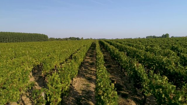 Vignoble bordelais au Drone
