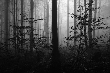 Forest nature fog style