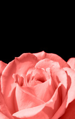 close-up pink rose love symbol on black background