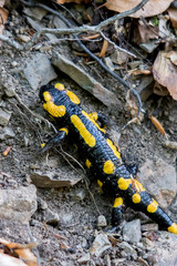 Closeup of a fire salamander (Salamandra salamandra) on rough terrain