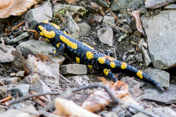 Closeup of a fire salamander (Salamandra salamandra) on rough terrain