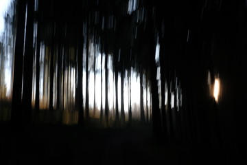 Nature Environment Forest Sun Light Conifers