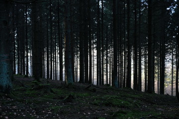 Fir Forest Trees and Sun Light like Black forest