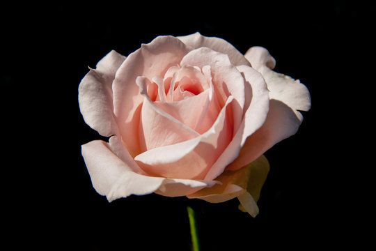 close-up pink rose love symbol on black background