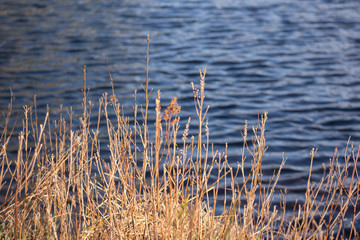 golden glowing reeds and grass next to a beautiful blue lake on a sunny spring afternoon