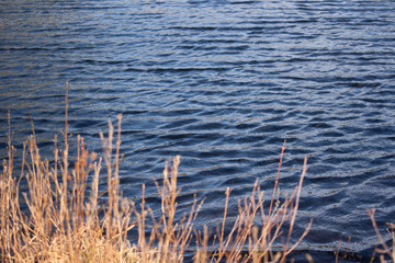 beautiful view of a lake in a forest through patches of reeds and tufts of grass on a sunny spring afternoon