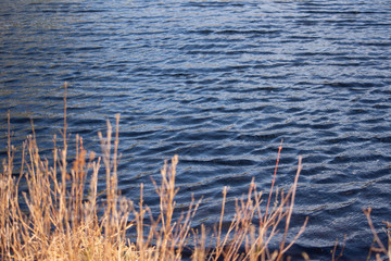 beautiful view of a lake in a forest through patches of reeds and tufts of grass on a sunny spring afternoon