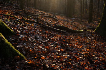 Sunny Forest out of Fagus Beech Trees during Fall or Winter