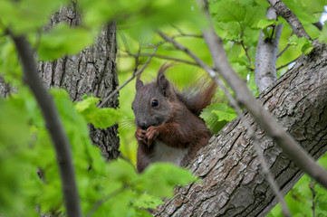 Eichhörnchen auf einer Goldulme