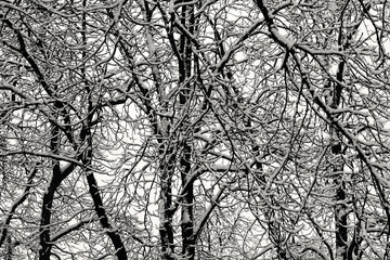 Winter forest. Snow on the branches of trees.