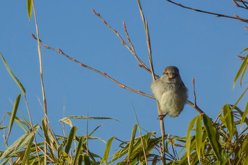 Spatz im Winter