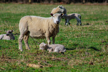 sheep family in New Zealand, ewe and lamb on green field
