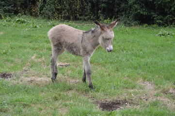 Newborn Donkey Approaching His Mother In A Farm Of Asturias. July 31, 2015. Animals, Travel, Nature, Vacation. Asturias, Spain.