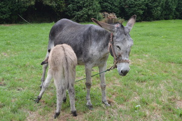 Naklejka na ściany i meble New Born Donkey Suckling His Mother In A Farm In Asturias. July 31, 2015. Animals, Travel, Nature, Vacation. Asturias, Spain.