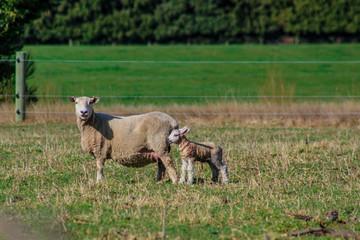 sheep family in New Zealand, ewe and lamb on green field