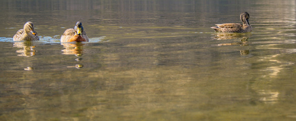 Lake Pearson / Moana Rua Wildlife Refuge, South Island, New Zealand
